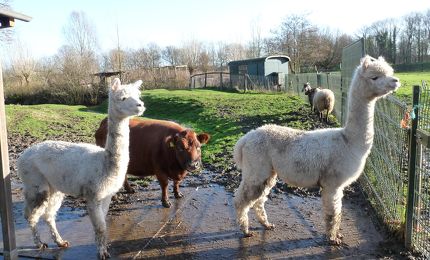 Alpaca's bij kinderboerderij Oosterhoeve     ©Mieke Verberne 