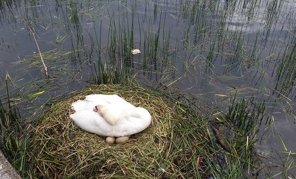 Broedende zwaan 