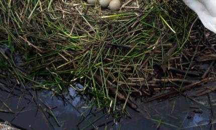 13 eieren in het nest 