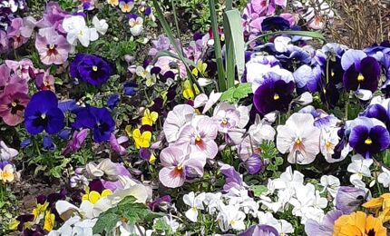 Dierenpark Oosterhoeve, viooltjes in de vlindertuin 