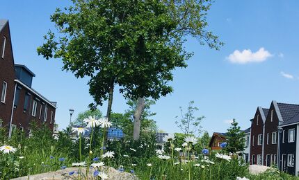 Bloemenpracht in het Hertogpark, © Bart Houweling 