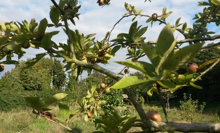 Mispelboom bij Pluktuin De Vliert 