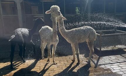 Oosterhoeve, douchende alpaca's 