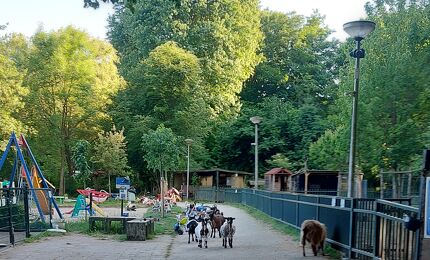 Oosterhoeve, geitjes in de speeltuin 