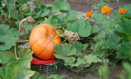 Pompoen bij de volkstuinen 