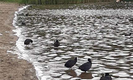 nog weinig zwemmers in de Oosterplas 